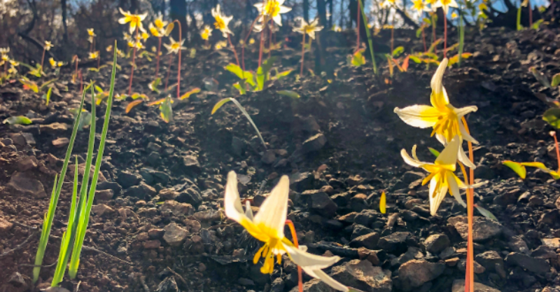 CalRecycle Inland Fire Wildfire Recovery
